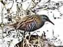 鳥類図鑑・クイナの写真 8